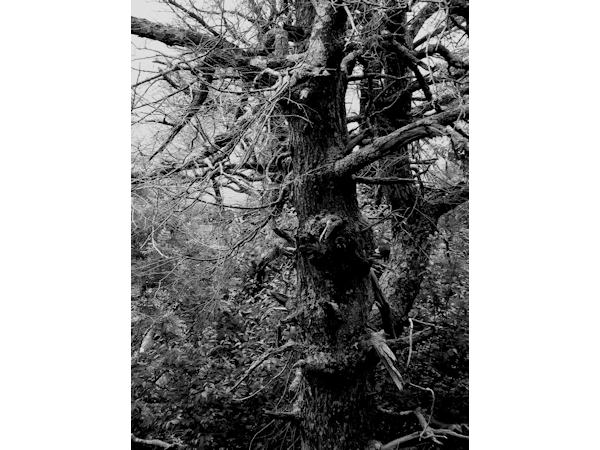 Blasted Tree